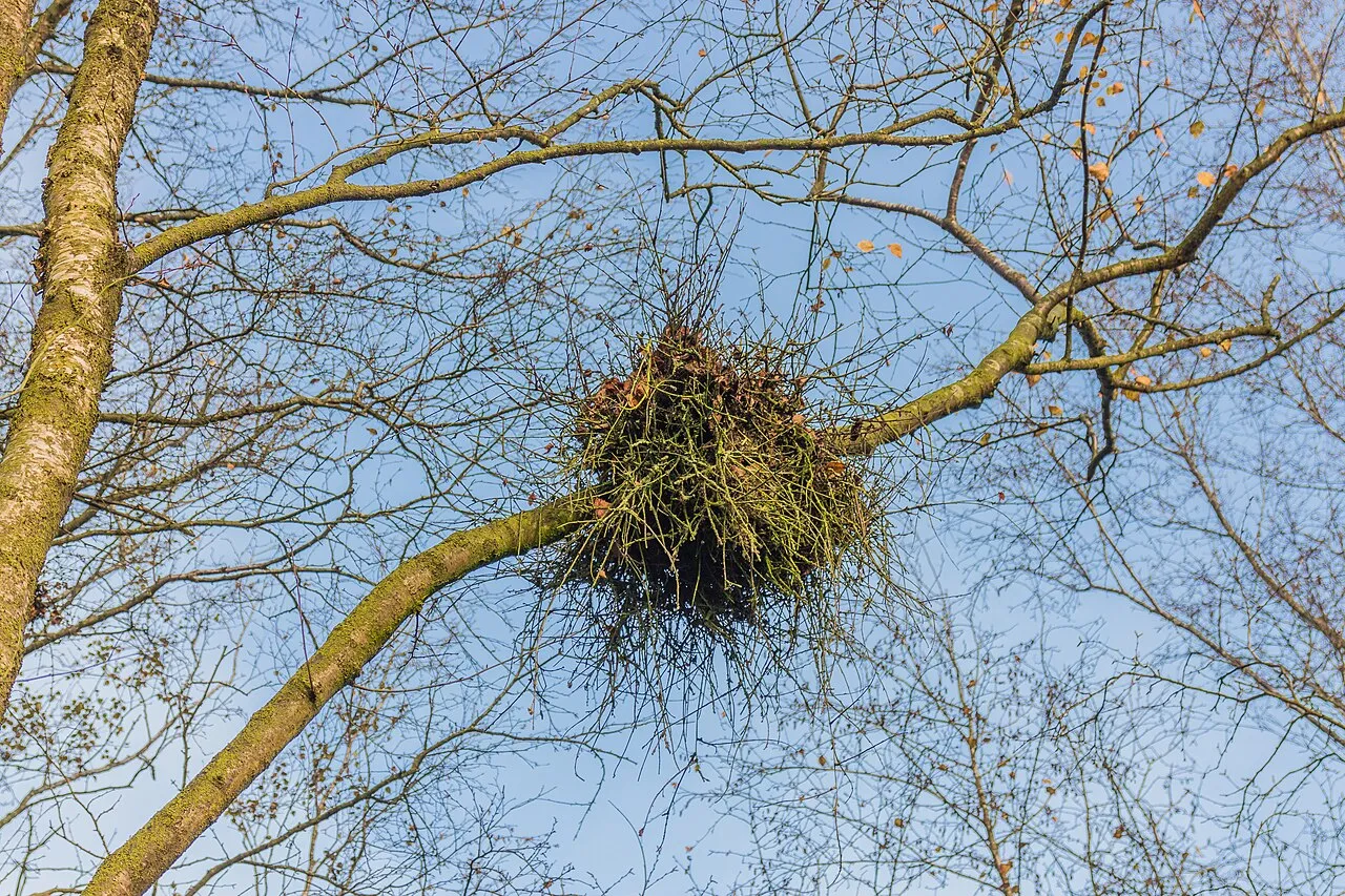 le balai de sorciere cette etrange boule de branches qui pousse dans les arbres 3 le balai de sorciere cette etrange boule de branches qui pousse dans les arbres - Balai de sorcière dans un bouleau.