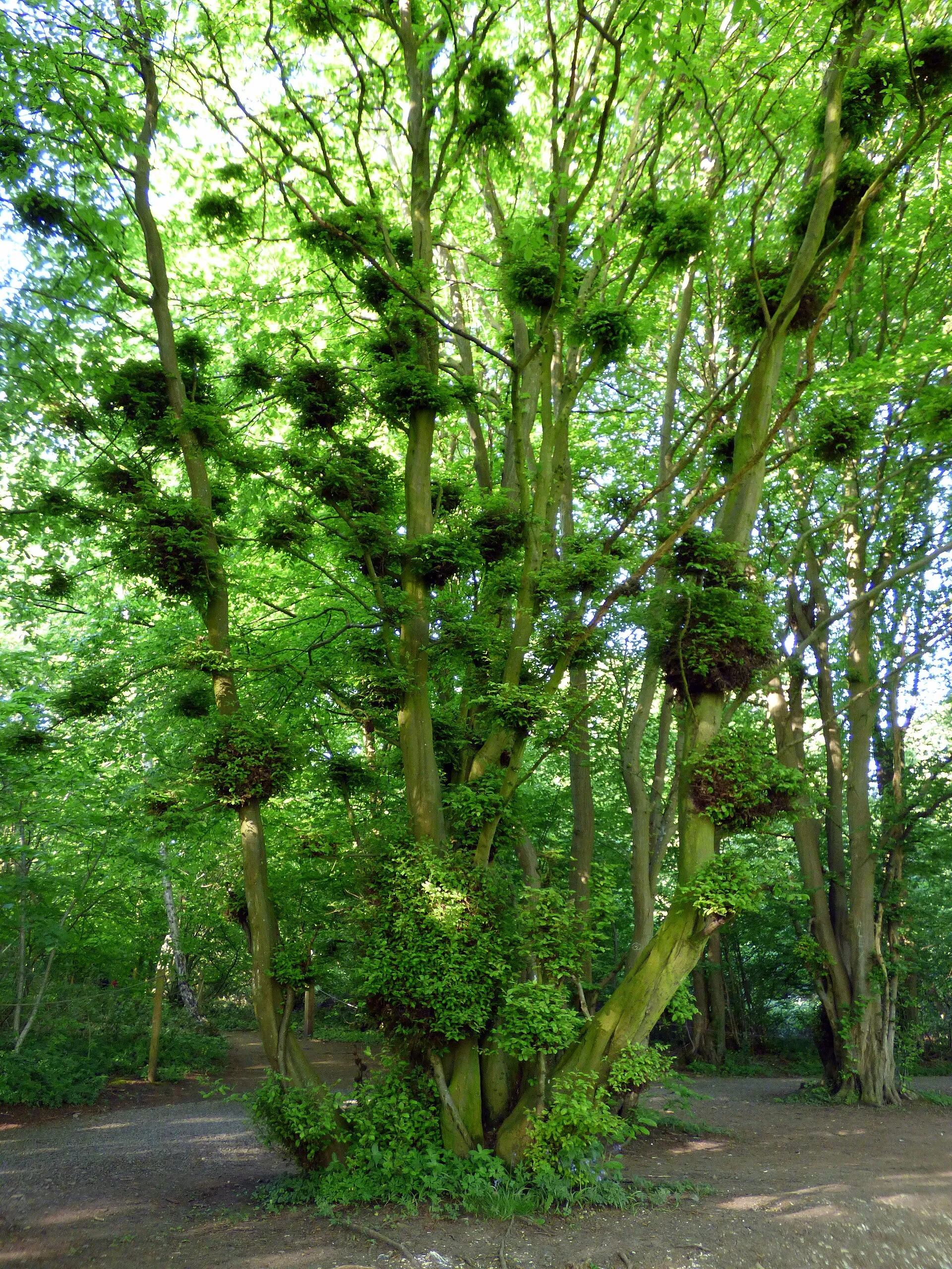 le balai de sorciere cette etrange boule de branches qui pousse dans les arbres 4 le balai de sorciere cette etrange boule de branches qui pousse dans les arbres - Charme (Carpinus betulus) avec balais de sorcière.