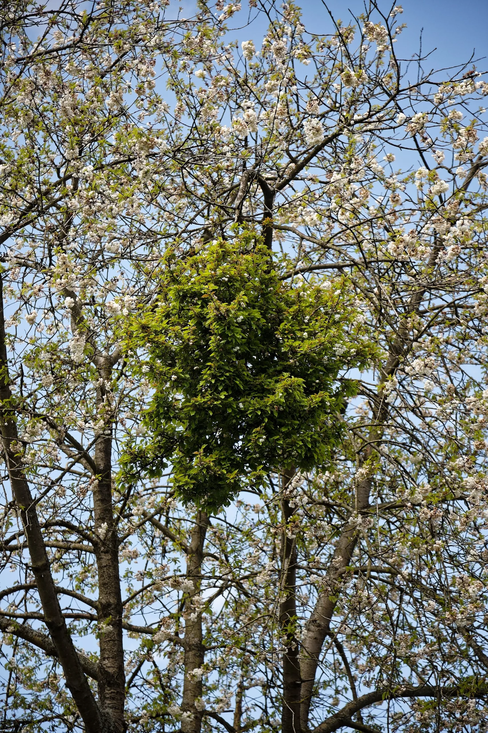 le balai de sorciere cette etrange boule de branches qui pousse dans les arbres 5 le balai de sorciere cette etrange boule de branches qui pousse dans les arbres - Balai de sorcière sur un cerisier.