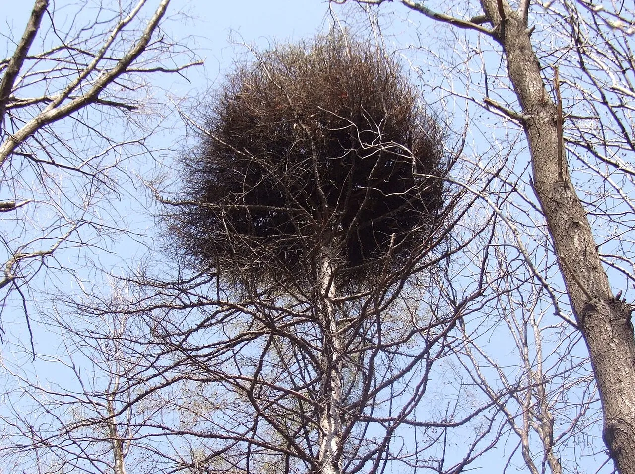 le balai de sorciere cette etrange boule de branches qui pousse dans les arbres 6 le balai de sorciere cette etrange boule de branches qui pousse dans les arbres - Un mélèze d'Europe avec un balai de sorcière.