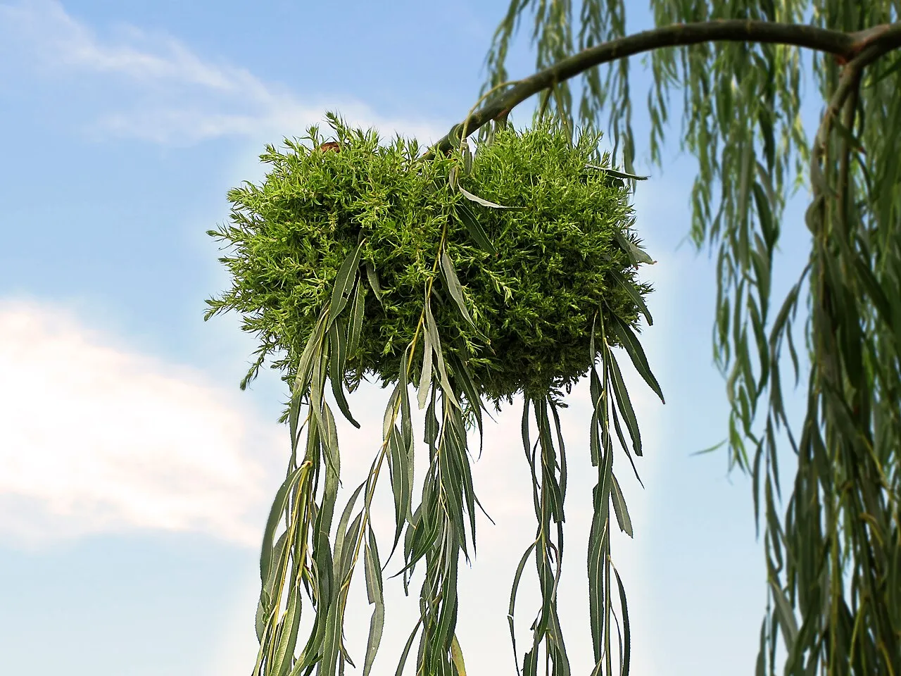 le balai de sorciere cette etrange boule de branches qui pousse dans les arbres 7 le balai de sorciere cette etrange boule de branches qui pousse dans les arbres 7
