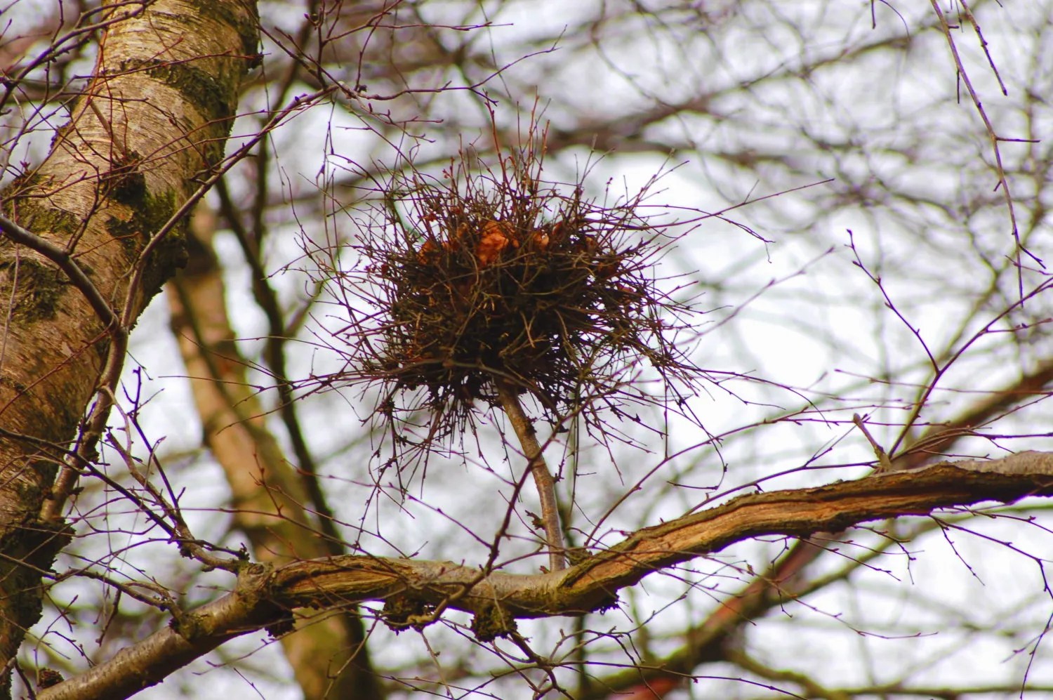 le balai de sorciere cette etrange boule de branches qui pousse dans les arbres 8 le balai de sorciere cette etrange boule de branches qui pousse dans les arbres 8