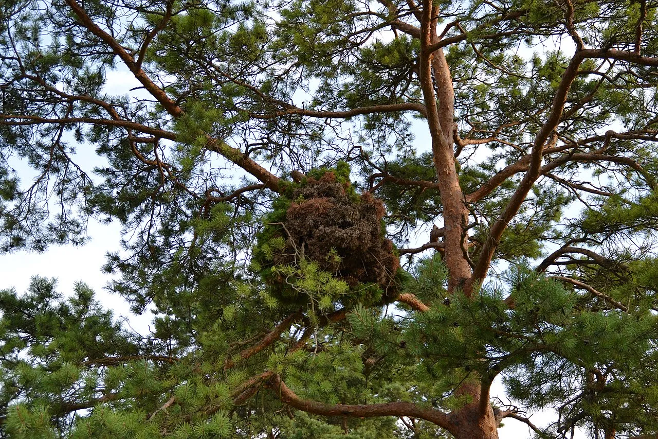 le balai de sorciere cette etrange boule de branches qui pousse dans les arbres 9 le balai de sorciere cette etrange boule de branches qui pousse dans les arbres 9