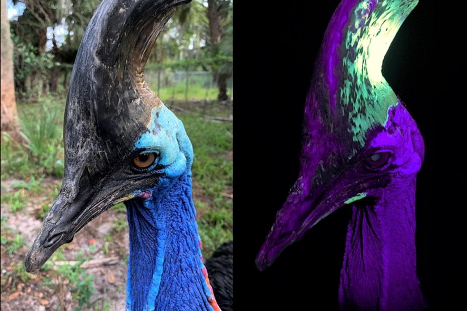 le casoar brille sous ultraviolet et son casque revele des motifs invisibles a loeil humain 1