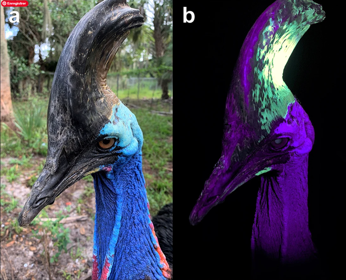 le casoar brille sous ultraviolet et son casque revele des motifs invisibles a loeil humain 1 le casoar brille sous ultraviolet et son casque revele des motifs invisibles a loeil humain 1