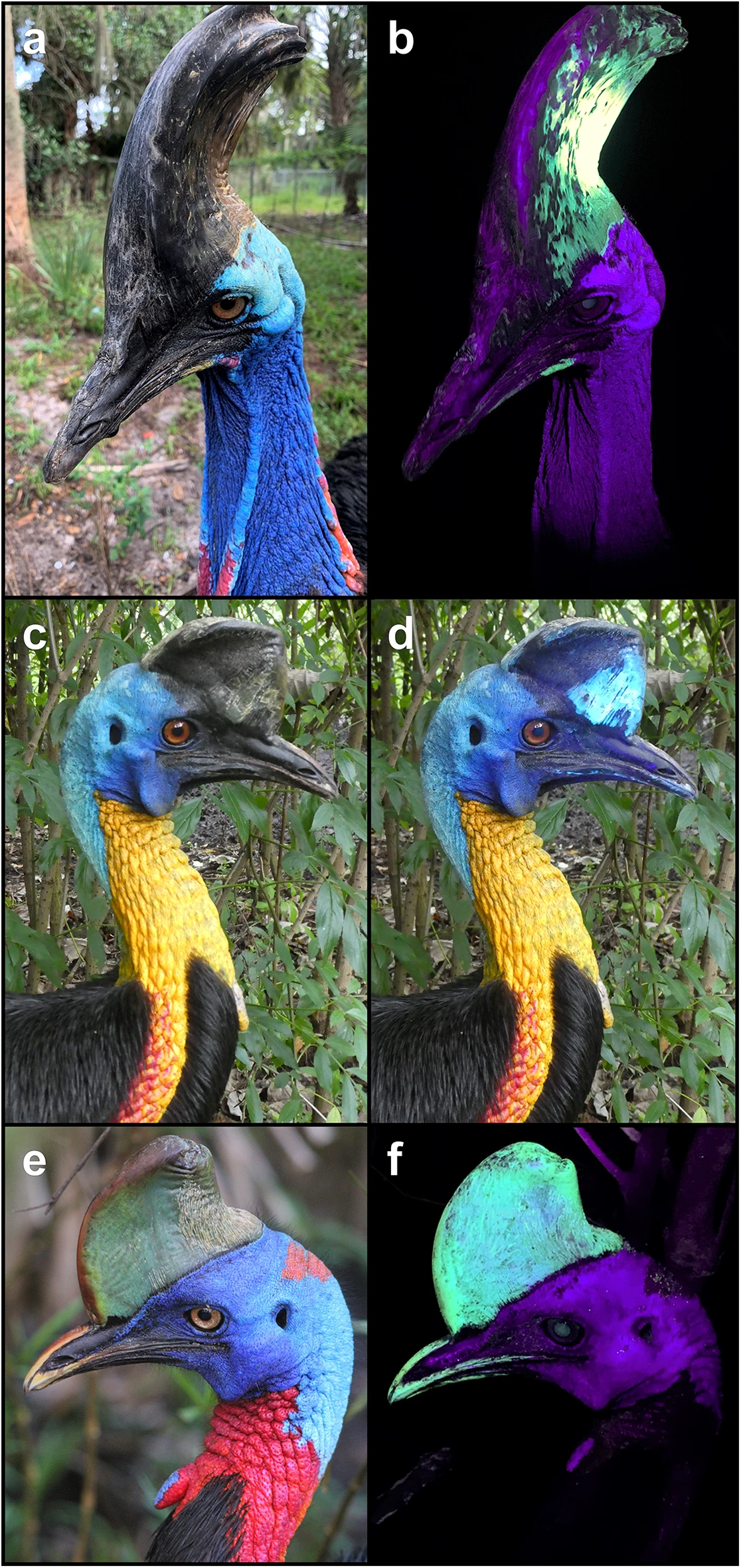 le casoar brille sous ultraviolet et son casque revele des motifs invisibles a loeil humain 2 le casoar brille sous ultraviolet et son casque revele des motifs invisibles a loeil humain 2