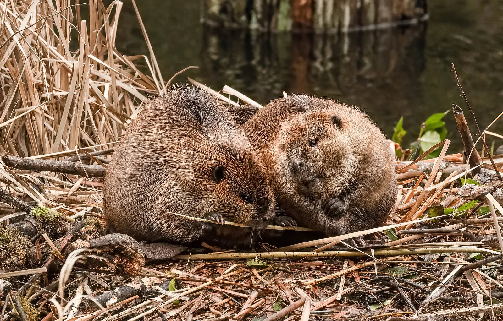 le castoreum cette etrange substance de castor utilisee en parfumerie et parfois dans les aromes 4 Deux jeunes castors sur un barrage