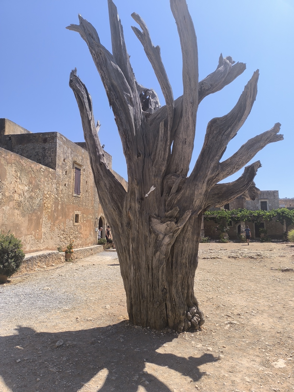 le monastere d arkadi le sanctuaire cretois ou la liberte sest ecrite dans la poudre 6 Vieux cyprès avec un balle fichée dans le tronc, indiquée par la flèche blanche