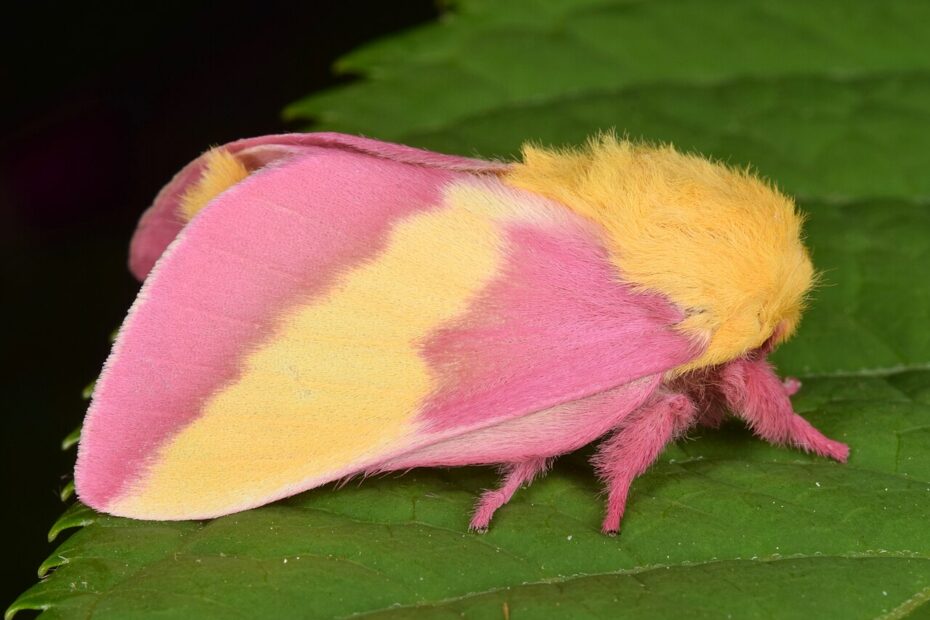 le rosy maple moth anisote de l erable rose bonbon
