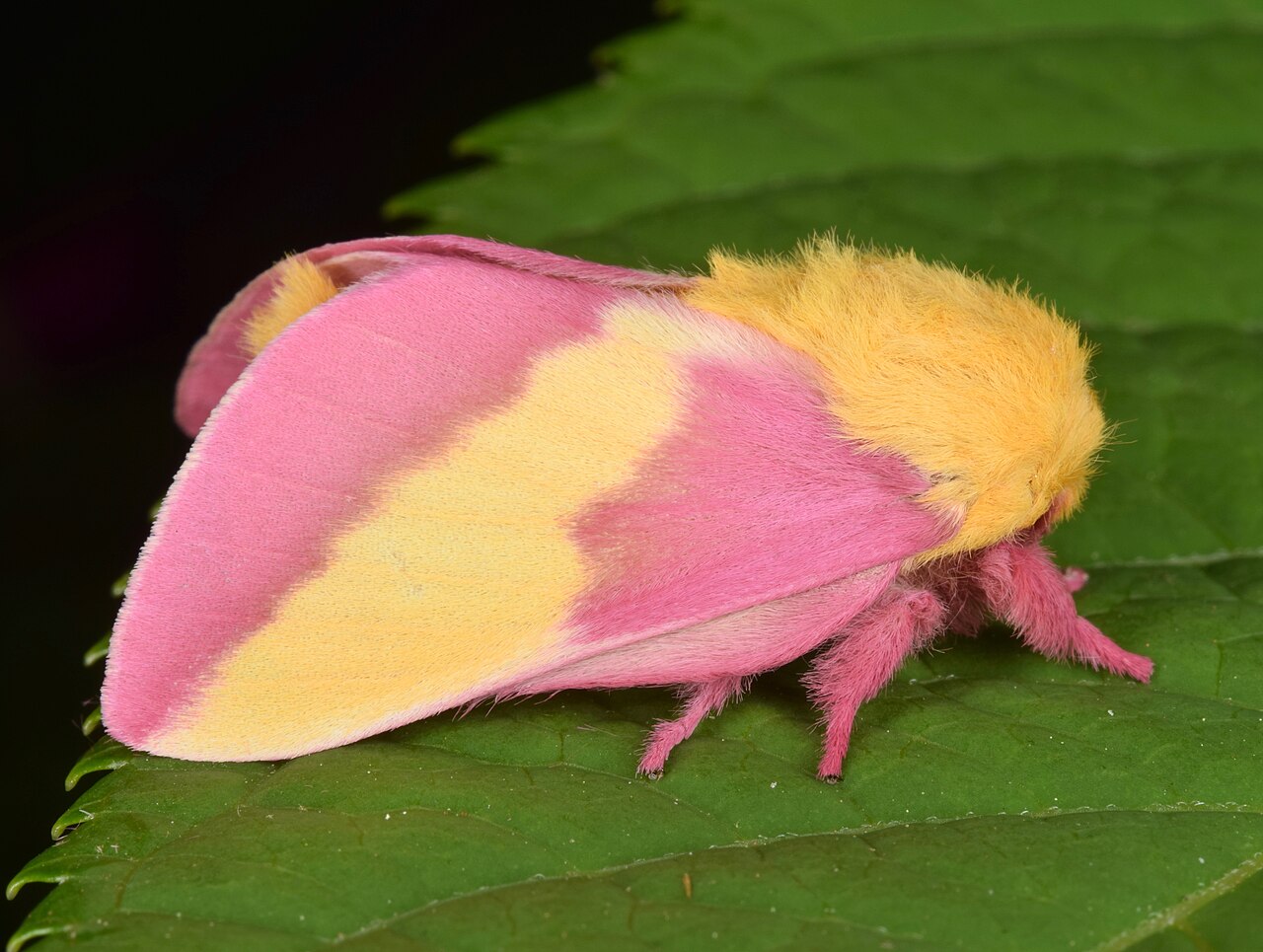 le rosy maple moth anisote de l erable rose bonbon le rosy maple moth anisote de l erable rose bonbon