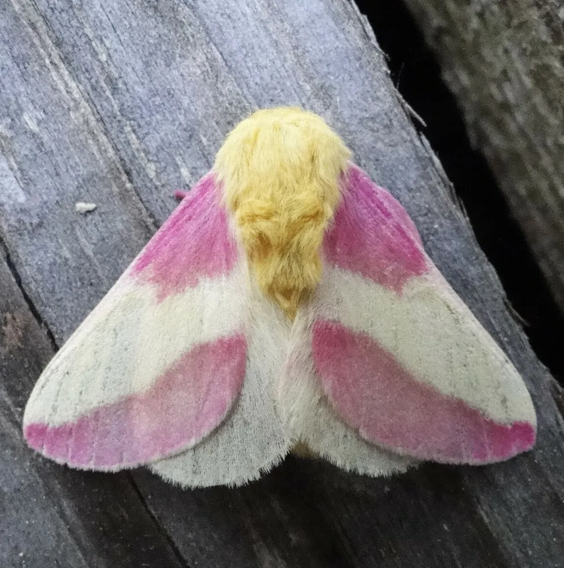le rosy maple moth anisote de l erable rose bonbon 10 le rosy maple moth anisote de l erable rose bonbon 10