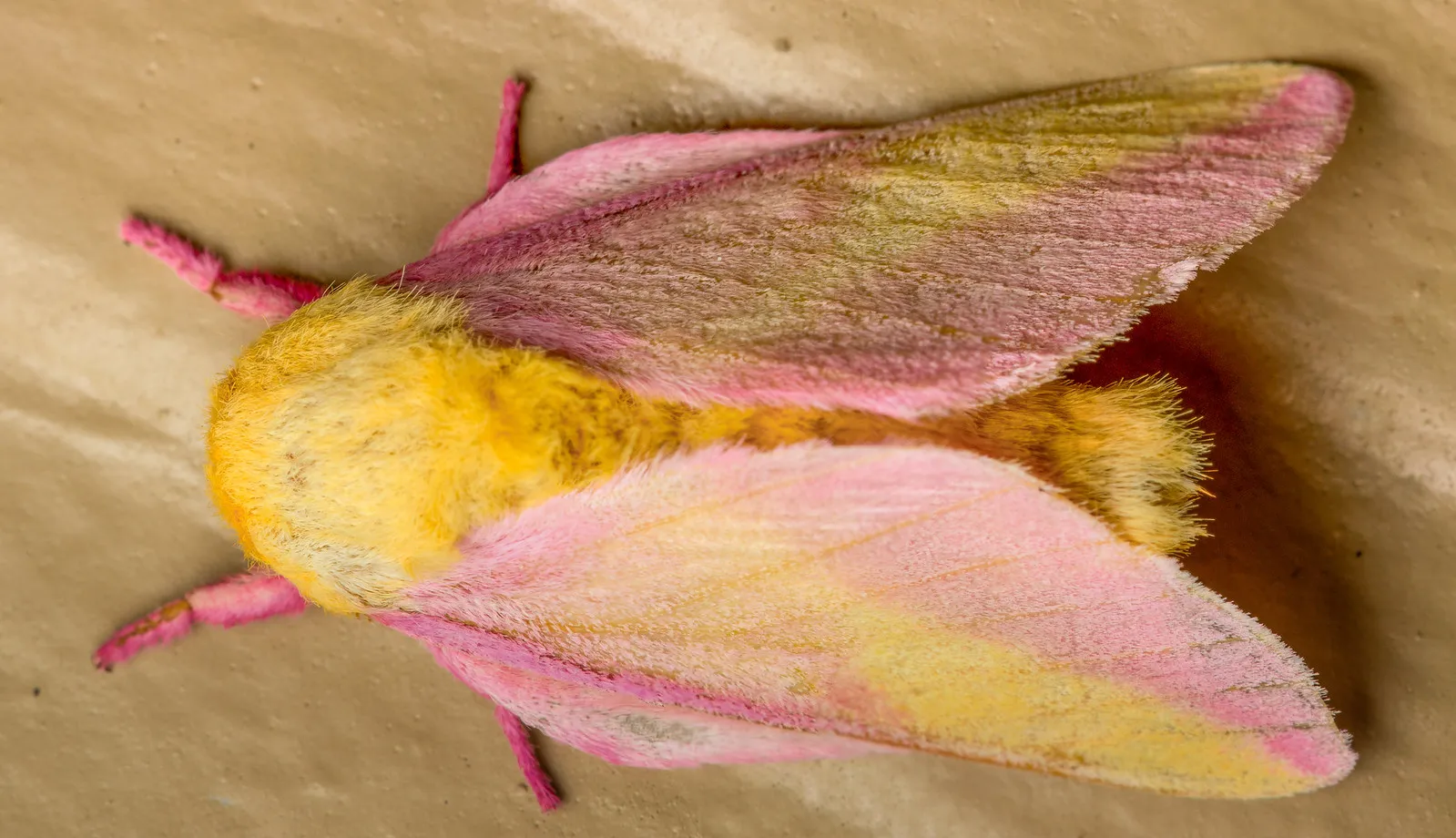le rosy maple moth anisote de l erable rose bonbon 11 le rosy maple moth anisote de l erable rose bonbon 11