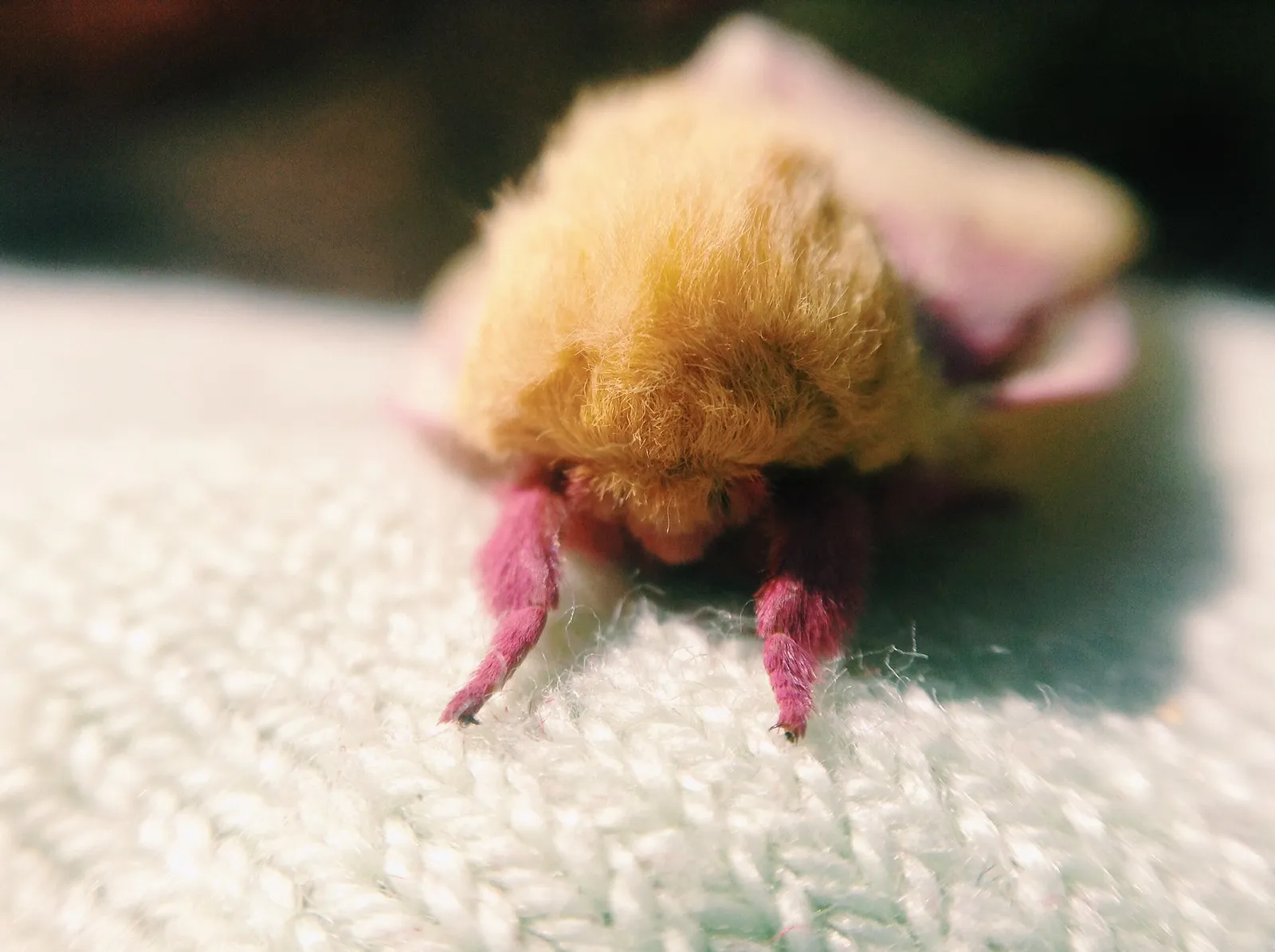 le rosy maple moth anisote de l erable rose bonbon 12 le rosy maple moth anisote de l erable rose bonbon 12