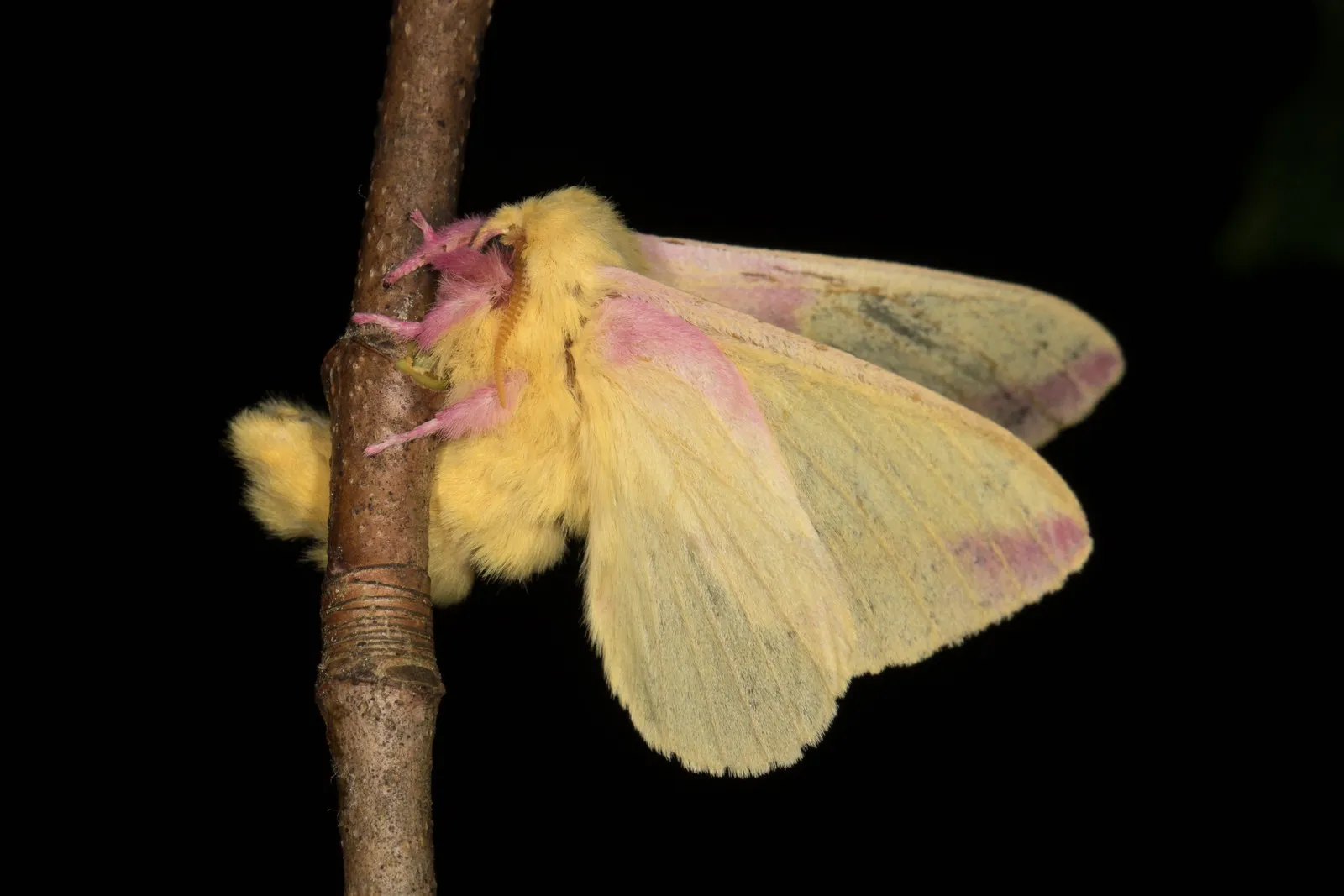 le rosy maple moth anisote de l erable rose bonbon 13 le rosy maple moth anisote de l erable rose bonbon 13
