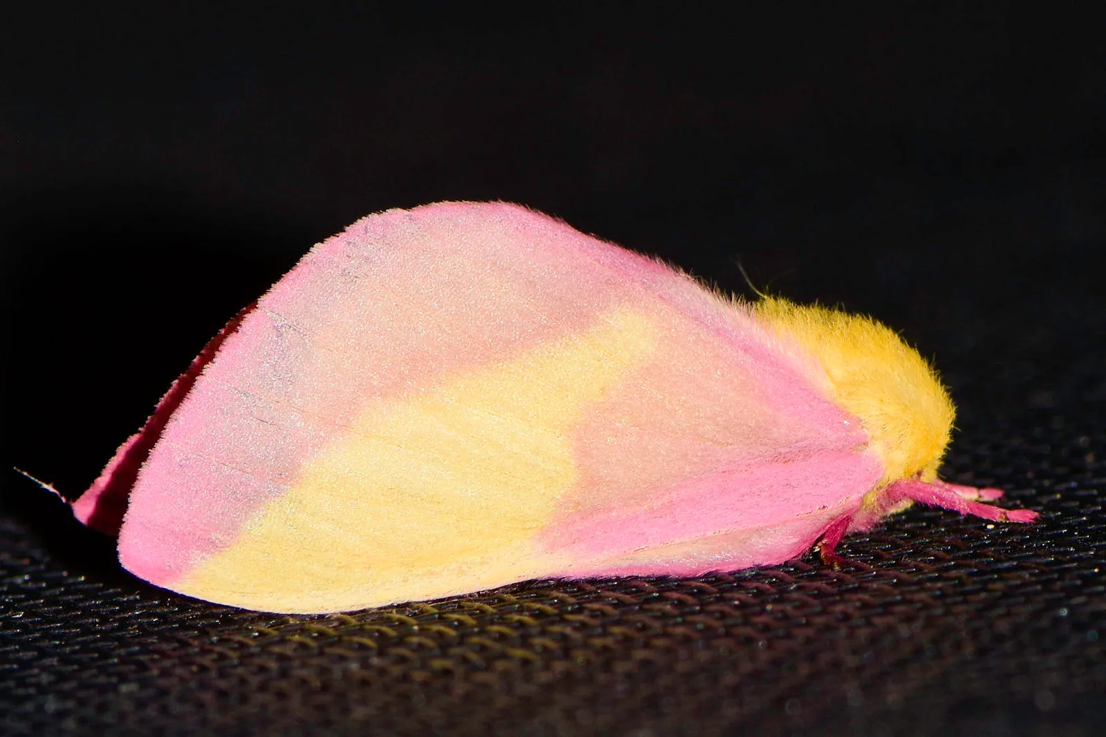 le rosy maple moth anisote de l erable rose bonbon 14 le rosy maple moth anisote de l erable rose bonbon 14