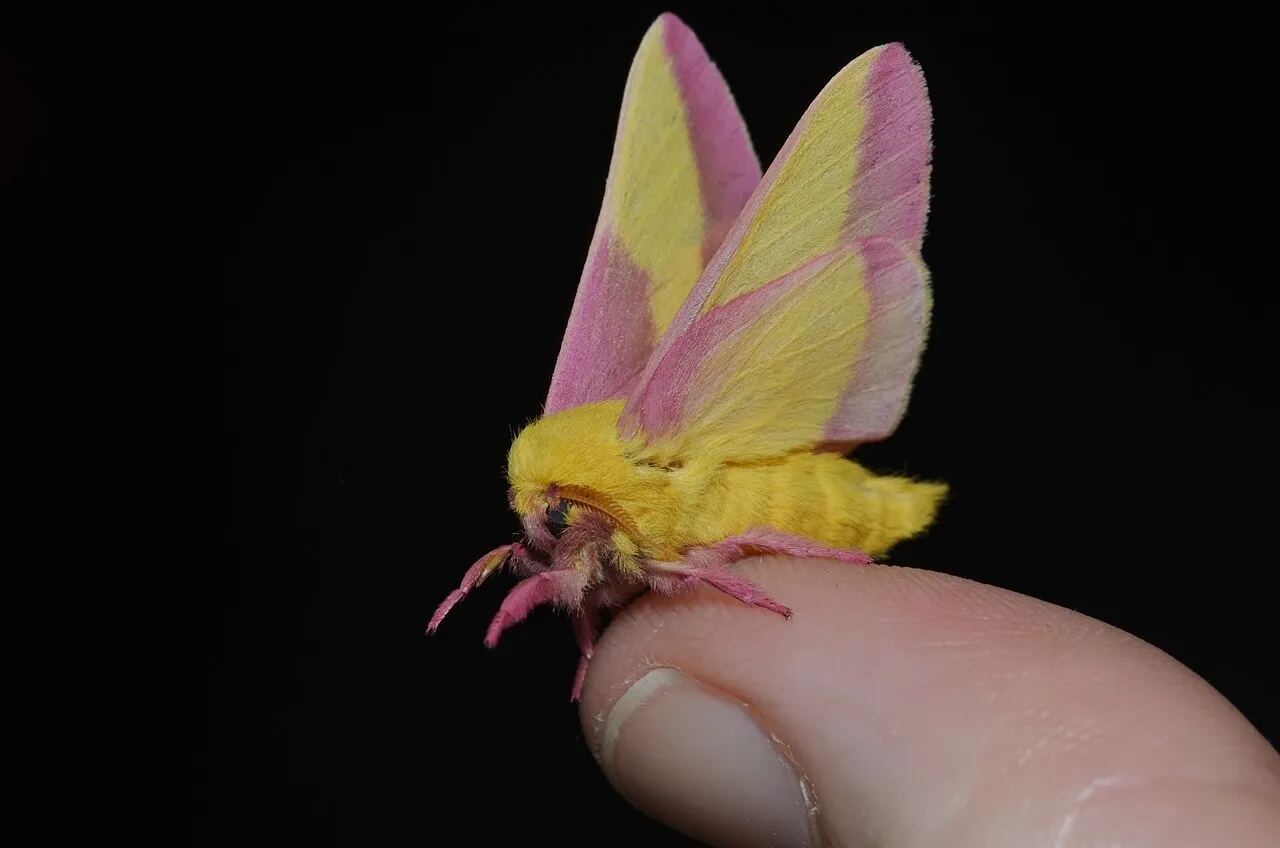 le rosy maple moth anisote de l erable rose bonbon 2 le rosy maple moth anisote de l erable rose bonbon 2