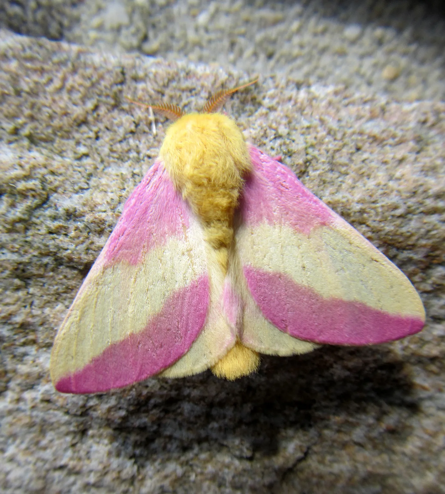 le rosy maple moth anisote de l erable rose bonbon 3 le rosy maple moth anisote de l erable rose bonbon 3