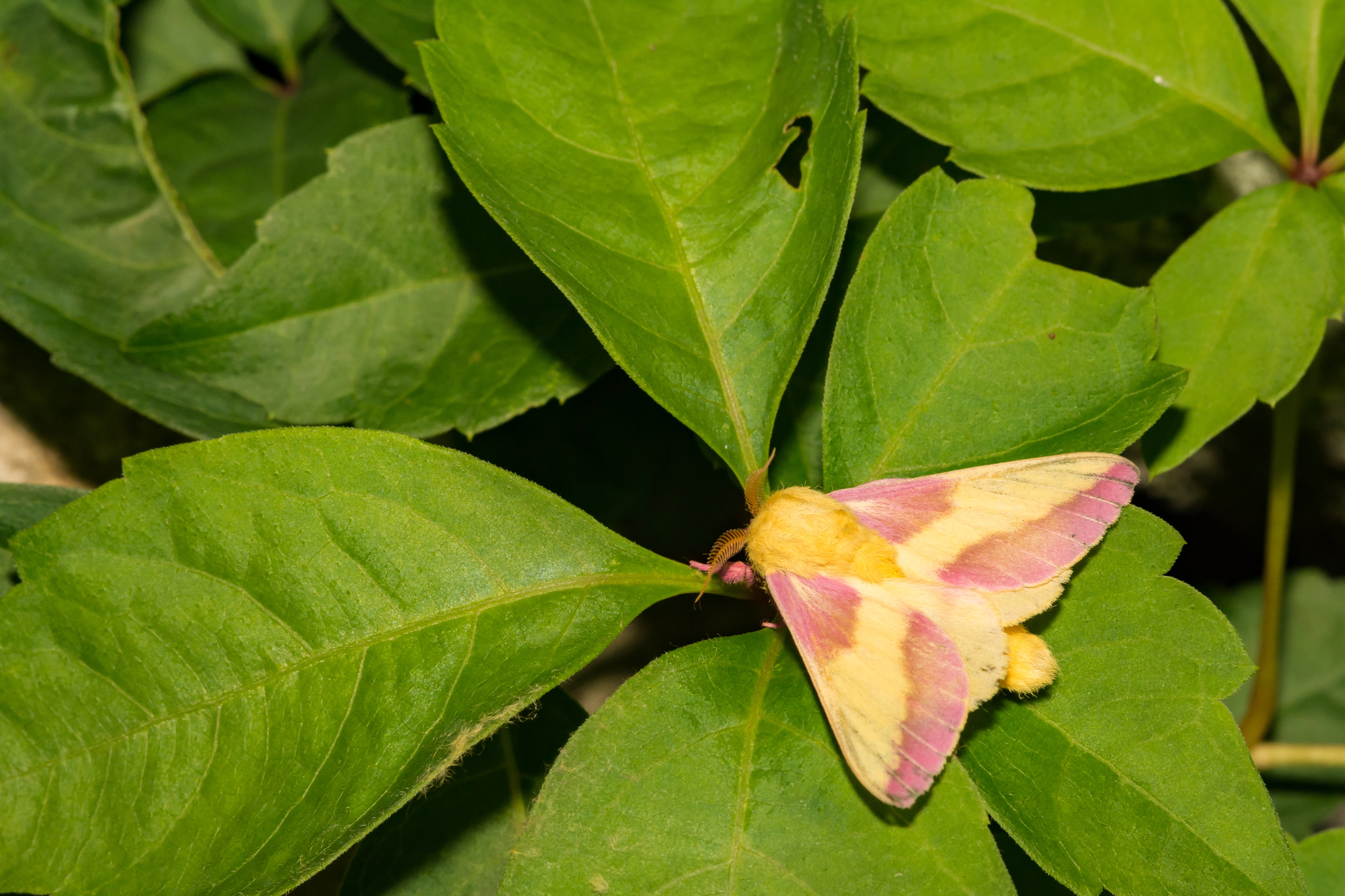 le rosy maple moth anisote de l erable rose bonbon 4 le rosy maple moth anisote de l erable rose bonbon 4