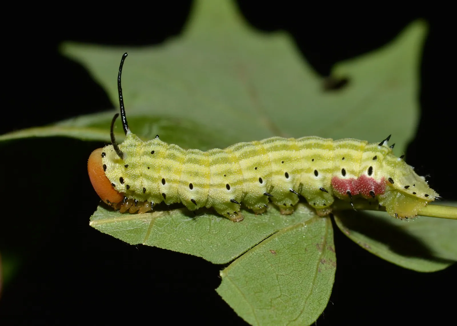 le rosy maple moth anisote de l erable rose bonbon 5 le rosy maple moth anisote de l erable rose bonbon 5