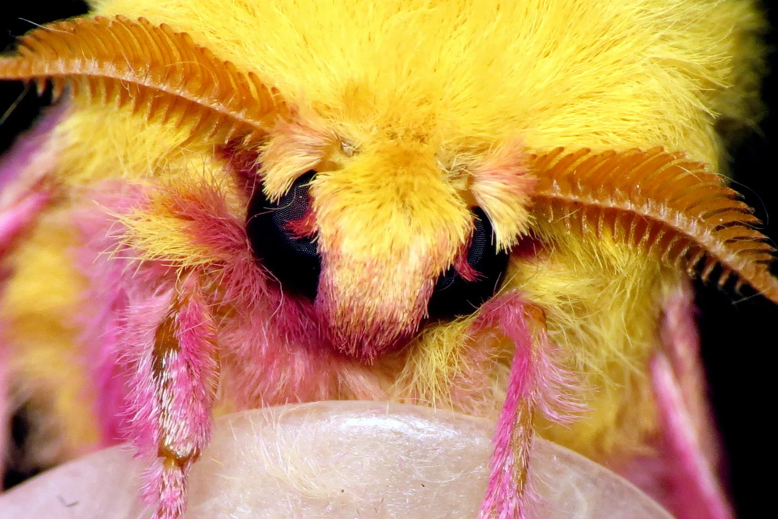 le rosy maple moth anisote de l erable rose bonbon 6 le rosy maple moth anisote de l erable rose bonbon 6