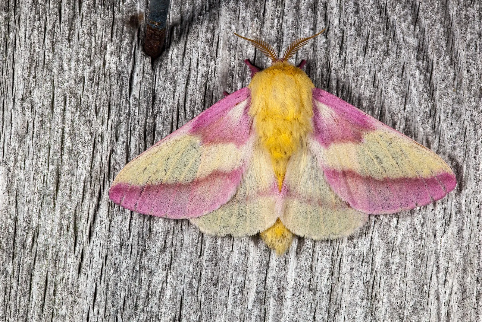 le rosy maple moth anisote de l erable rose bonbon 7 le rosy maple moth anisote de l erable rose bonbon 7