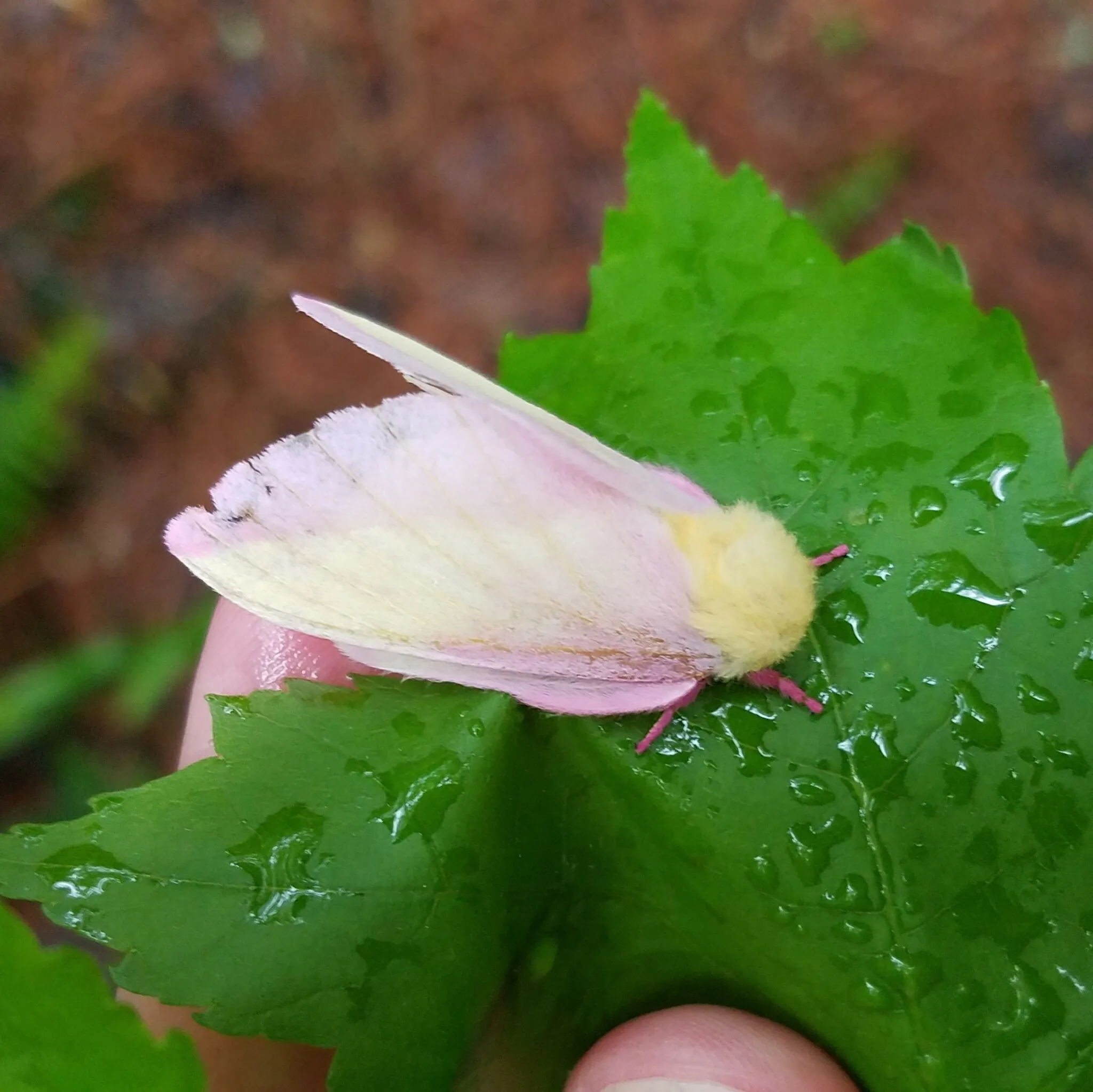 le rosy maple moth anisote de l erable rose bonbon 8 le rosy maple moth anisote de l erable rose bonbon 8