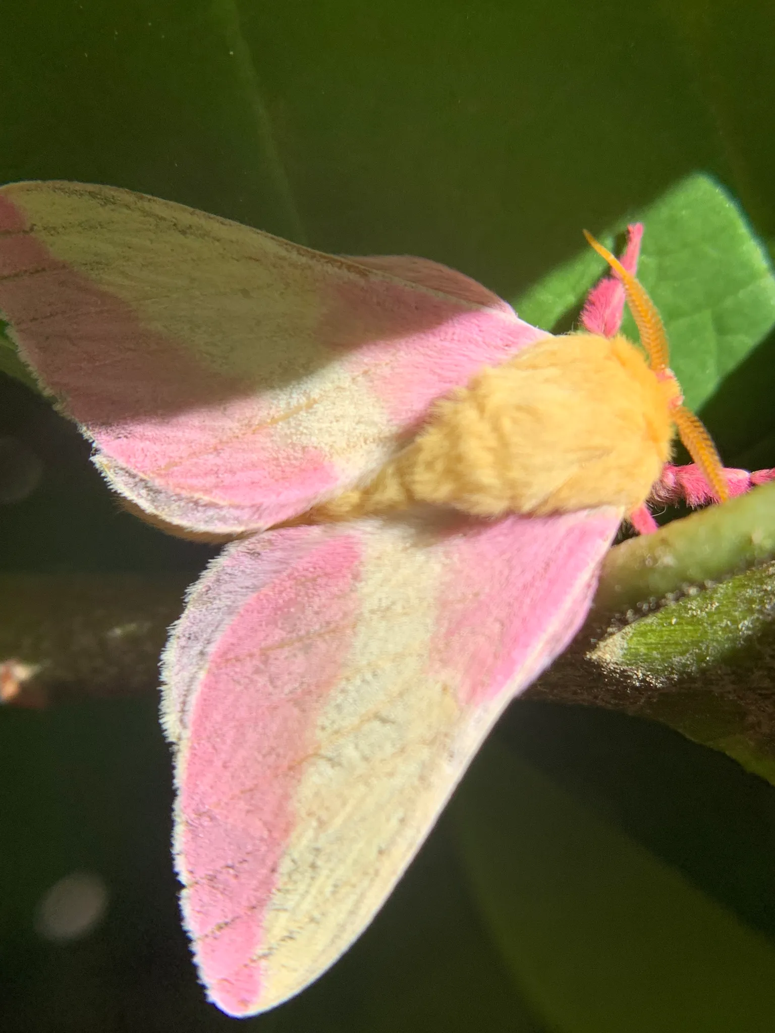 le rosy maple moth anisote de l erable rose bonbon 9 le rosy maple moth anisote de l erable rose bonbon 9