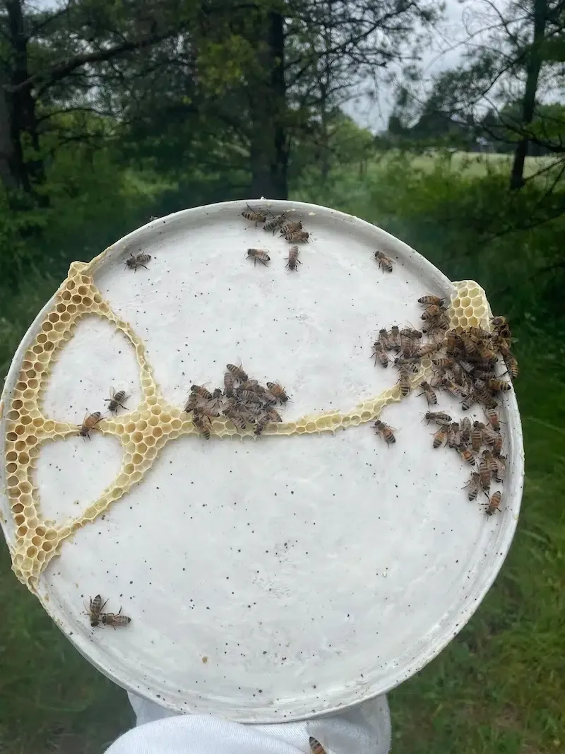 ava roth kintsugi ceramics 4 1 ava roth - Assiette blanche et nid d'abeilles