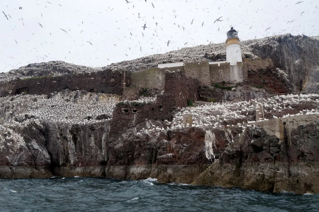 bass rock lancienne prison ecossaise presque imprenable conquise de linterieur 5 bass rock lancienne prison ecossaise presque imprenable conquise de linterieur 5
