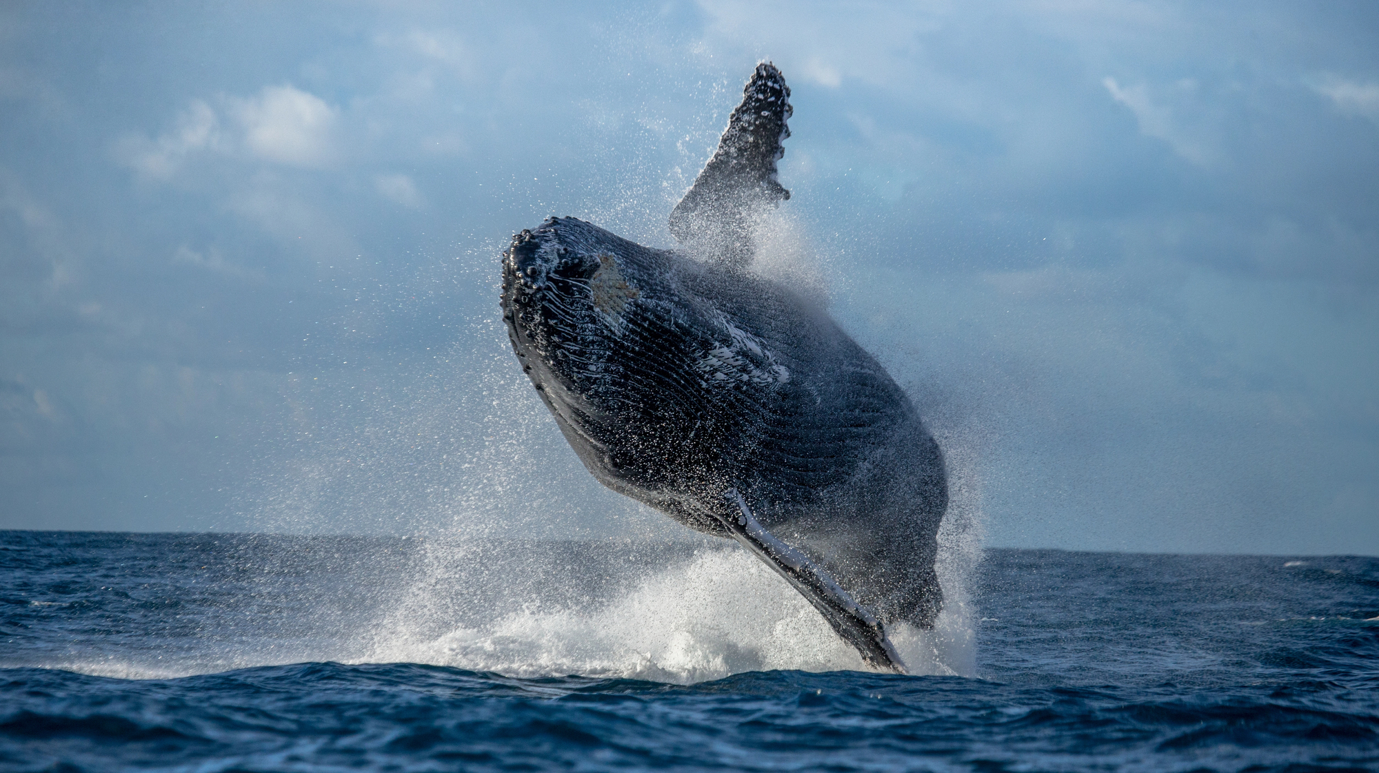 comparaison de la taille des baleines baleine a bosse comparaison de la taille des baleines baleine a bosse