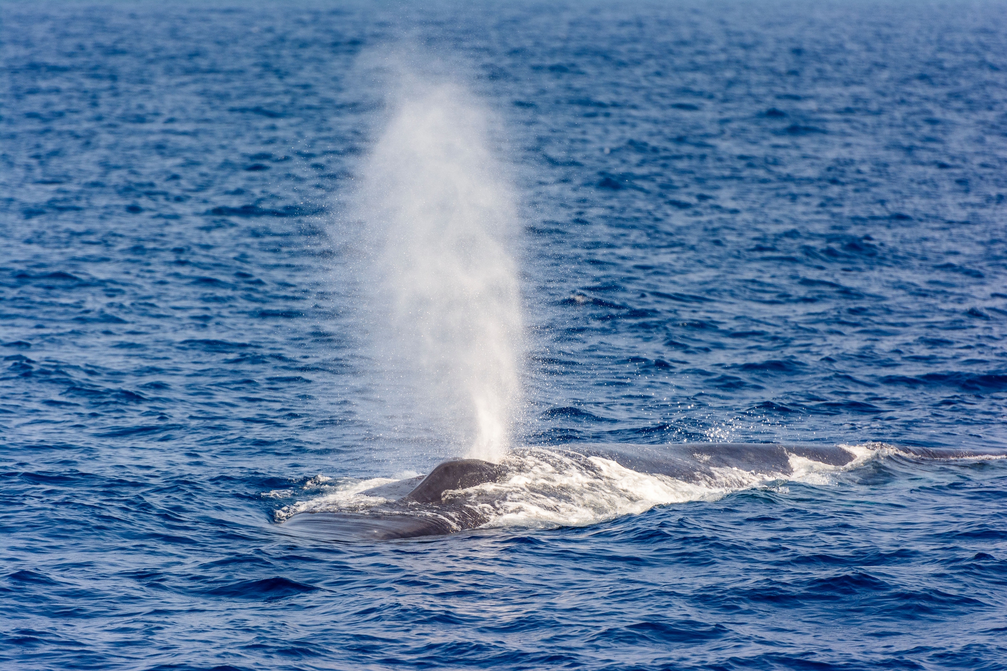 comparaison de la taille des baleines baleine bleue et son jet comparaison de la taille des baleines baleine bleue et son jet