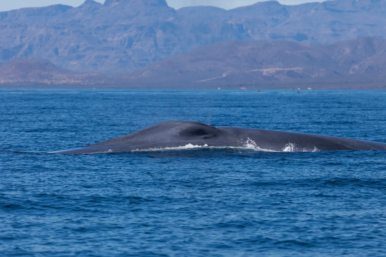 comparaison de la taille des baleines baleine bleue comparaison de la taille des baleines baleine bleue