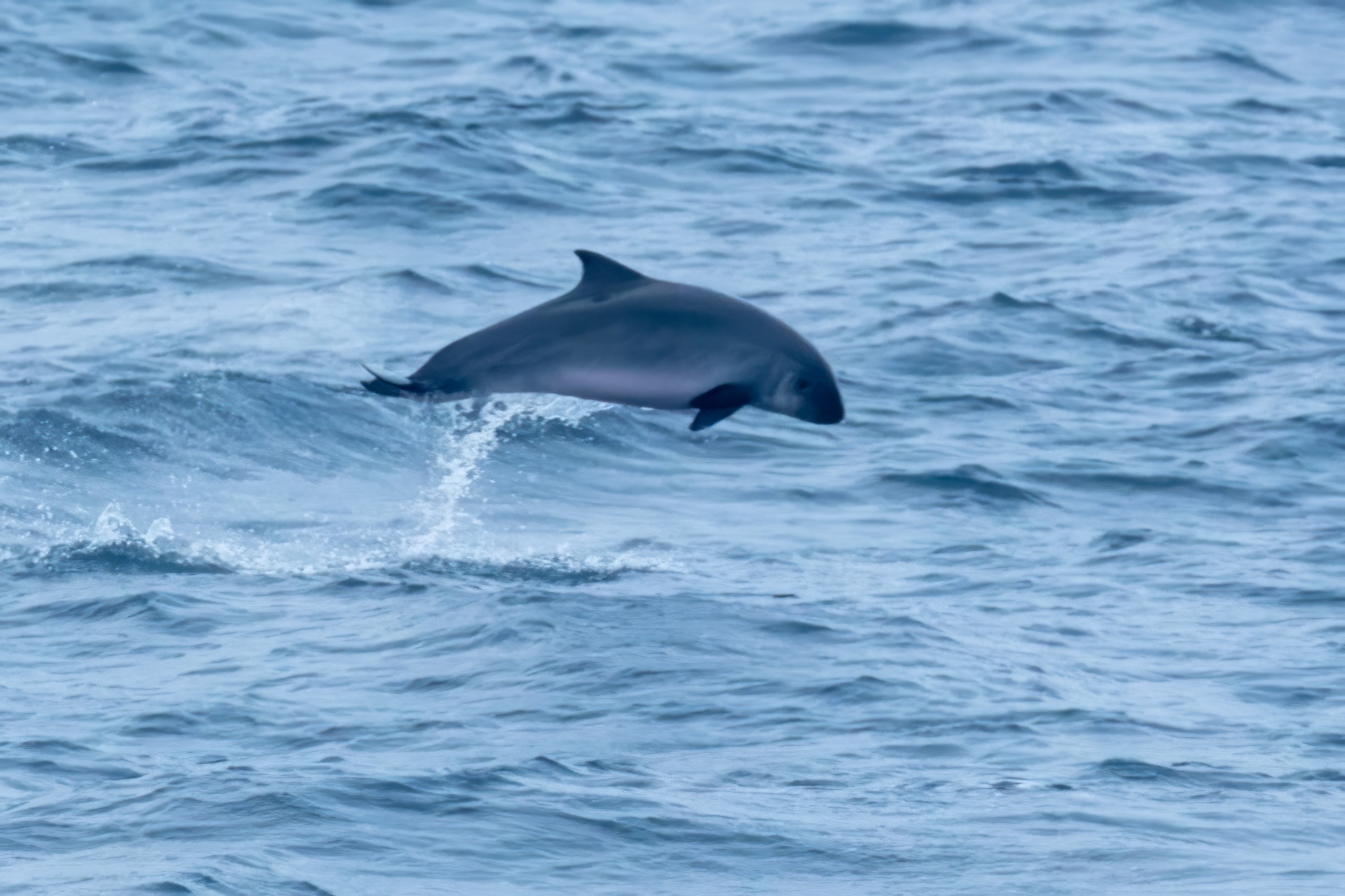 comparaison de la taille des baleines cachalot nain comparaison de la taille des baleines cachalot nain