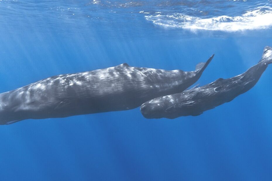 comparaison de la taille des baleines maman cachalot et son petit