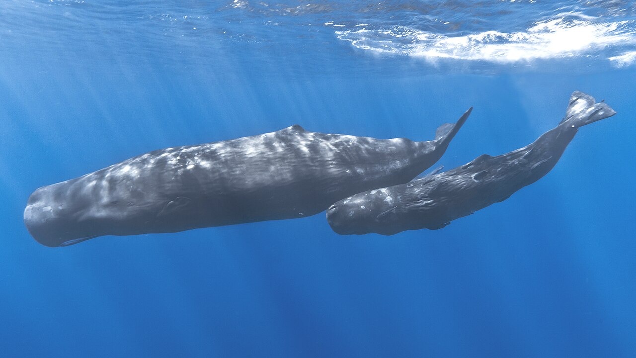 La taille des baleines comparée, du cachalot nain à la baleine bleue comparaison de la taille des baleines maman cachalot et son petit La taille des baleines comparée, du cachalot nain à la baleine bleue