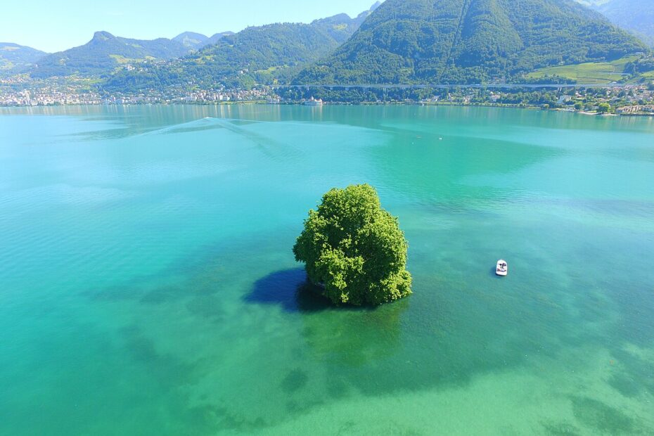 ile de peilz ilot du lac leman platane 1