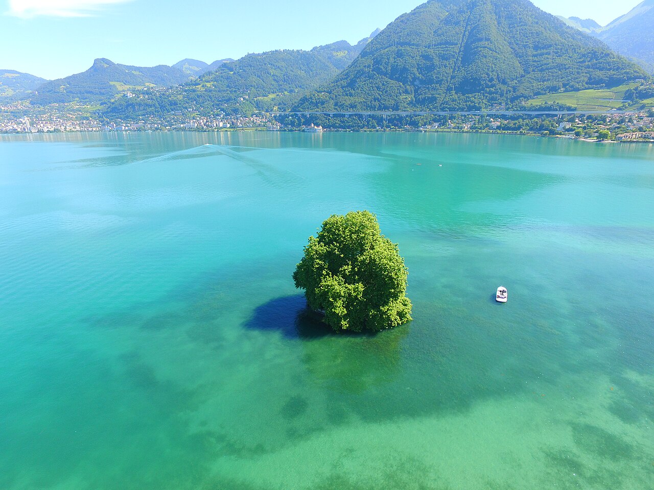ile de peilz ilot du lac leman platane 1 L’île de Peilz, le minuscule îlot du lac Léman où un seul platane règne en maître1