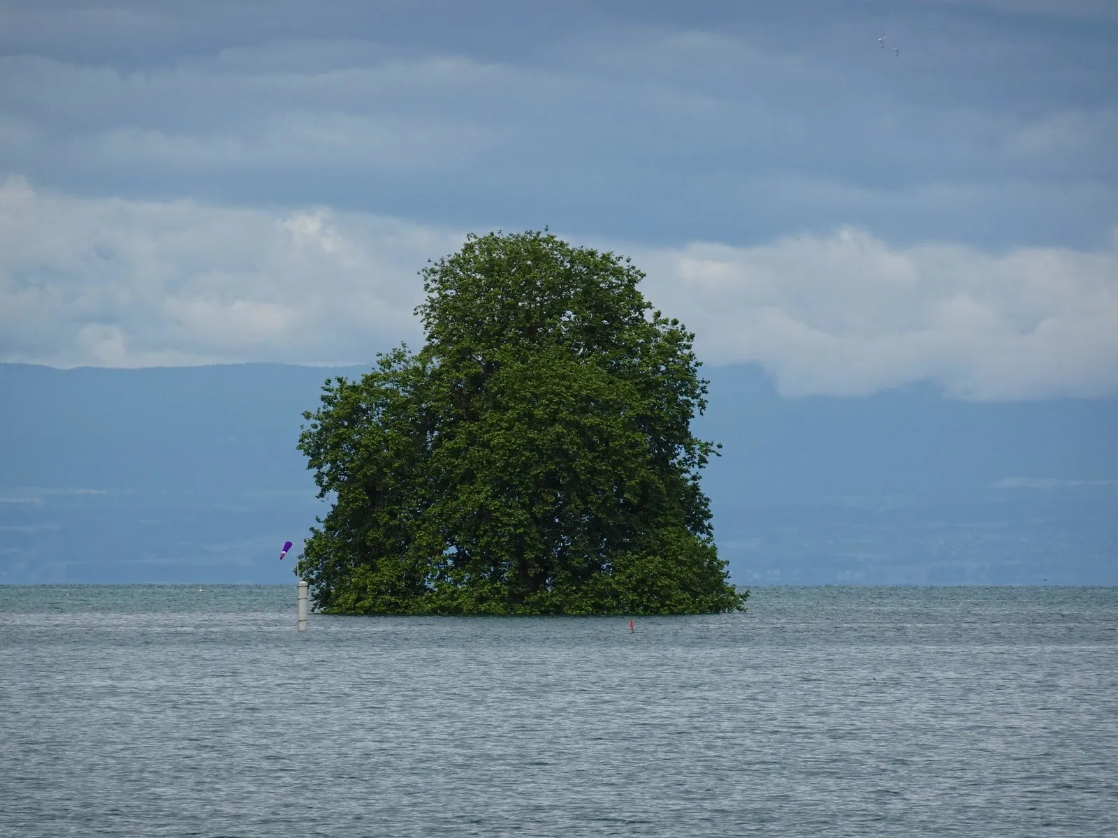 ile de peilz ilot du lac leman platane 2 ile de peilz ilot du lac leman platane 2