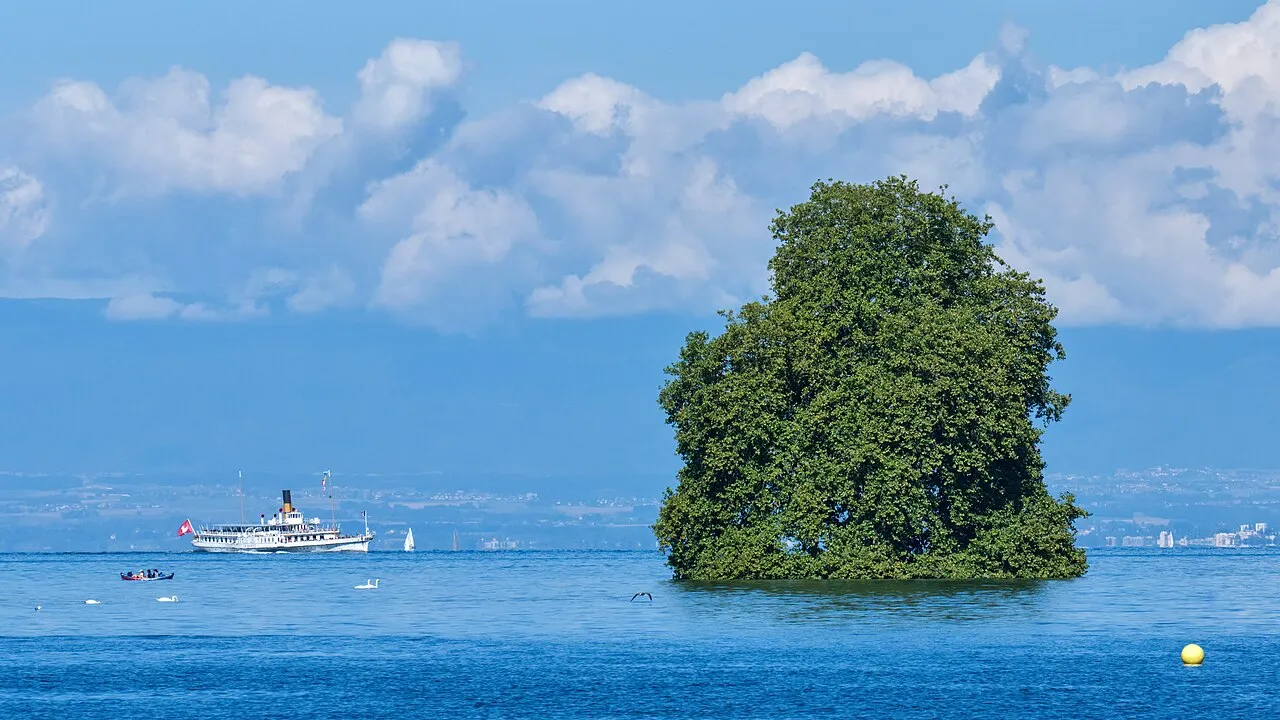 ile de peilz ilot du lac leman platane 3 L’île de Peilz, face à Villeneuve, sur le lac Léman, avec son platane solitaire