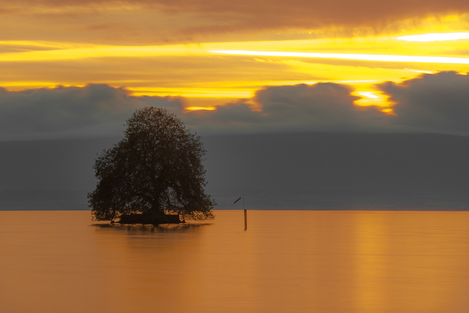 ile de peilz ilot du lac leman platane coucher de soleil ile de peilz ilot du lac leman platane coucher de soleil