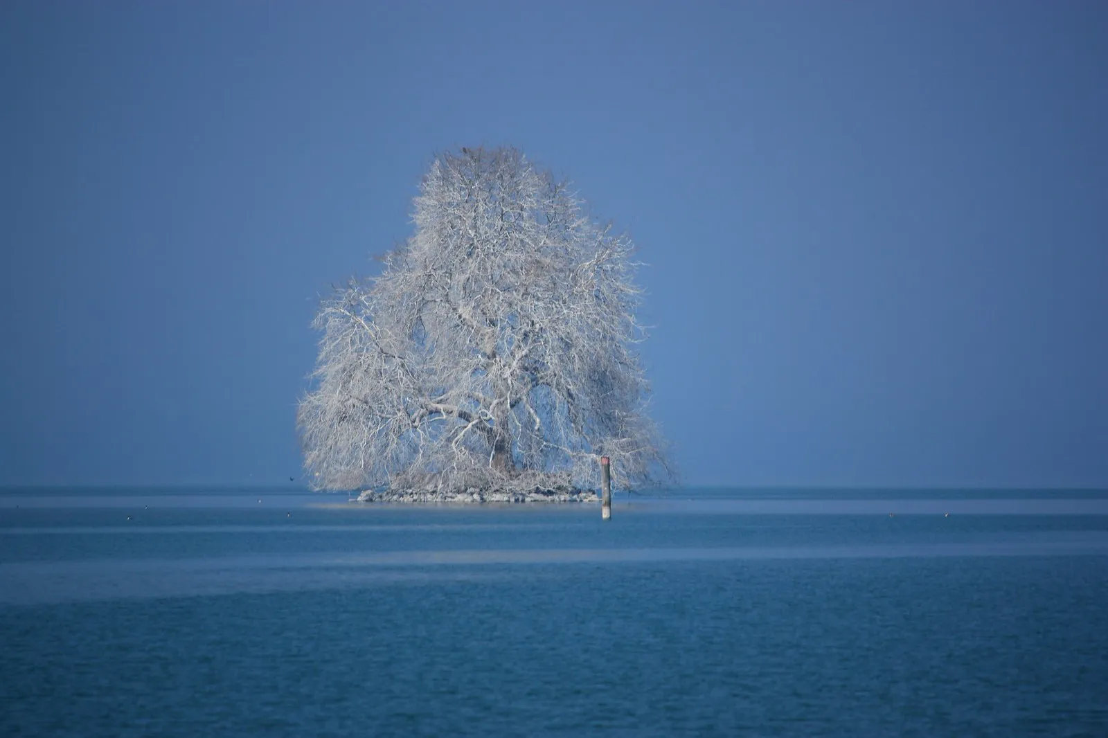 ile de peilz ilot du lac leman platane hiver ile de peilz ilot du lac leman platane hiver