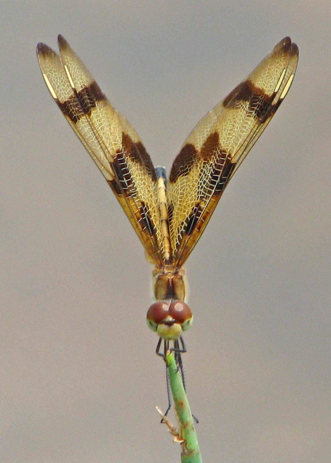 la position de lobelisque letrange posture des libellules pour ne pas surchauffer 1 La position de l’obélisque, l’étrange posture des libellules pour ne pas surchauffer