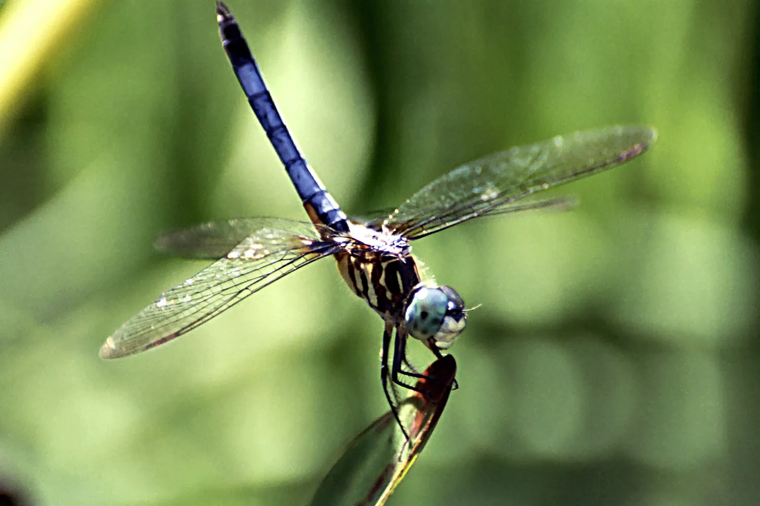 la position de lobelisque letrange posture des libellules pour ne pas surchauffer 2 libellule Blue Dasher qui fait le poirier pour thermoréguler