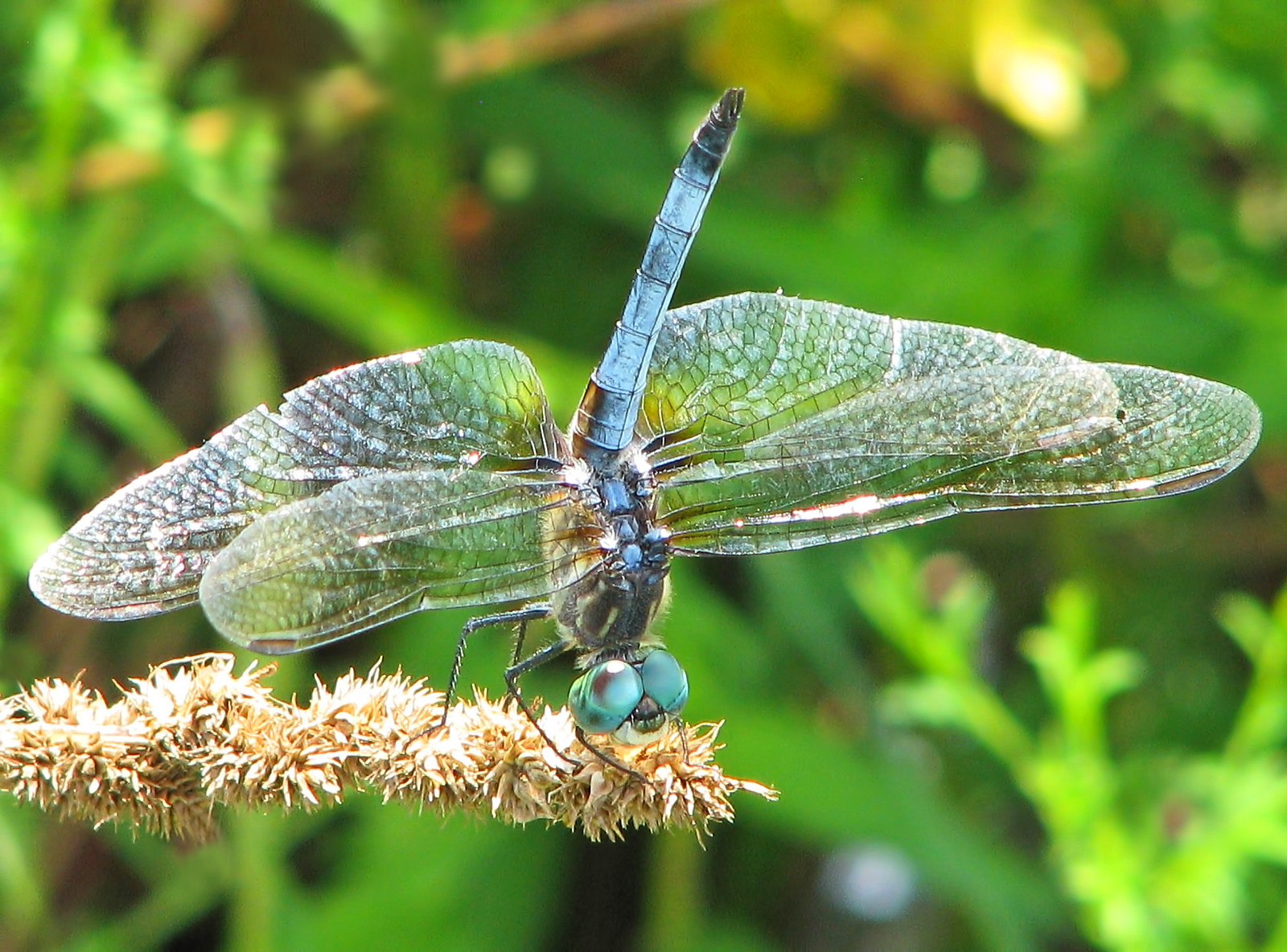 la position de lobelisque letrange posture des libellules pour ne pas surchauffer 3 Blue Dasher en position de l'obelisque letrange posture des libellules pour ne pas surchauffer 3