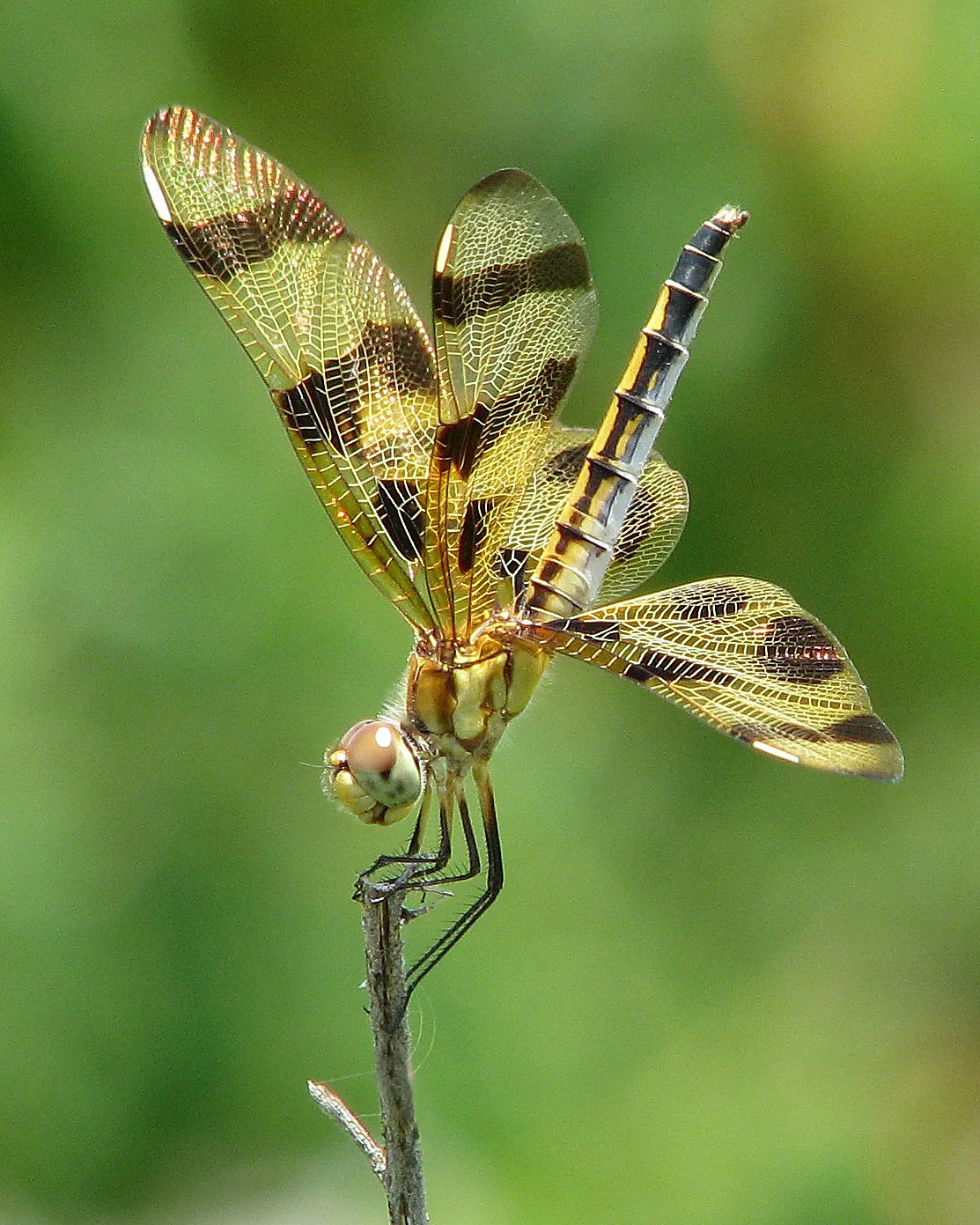la position de lobelisque letrange posture des libellules pour ne pas surchauffer 4 Halloween Pennant en posture obélisque