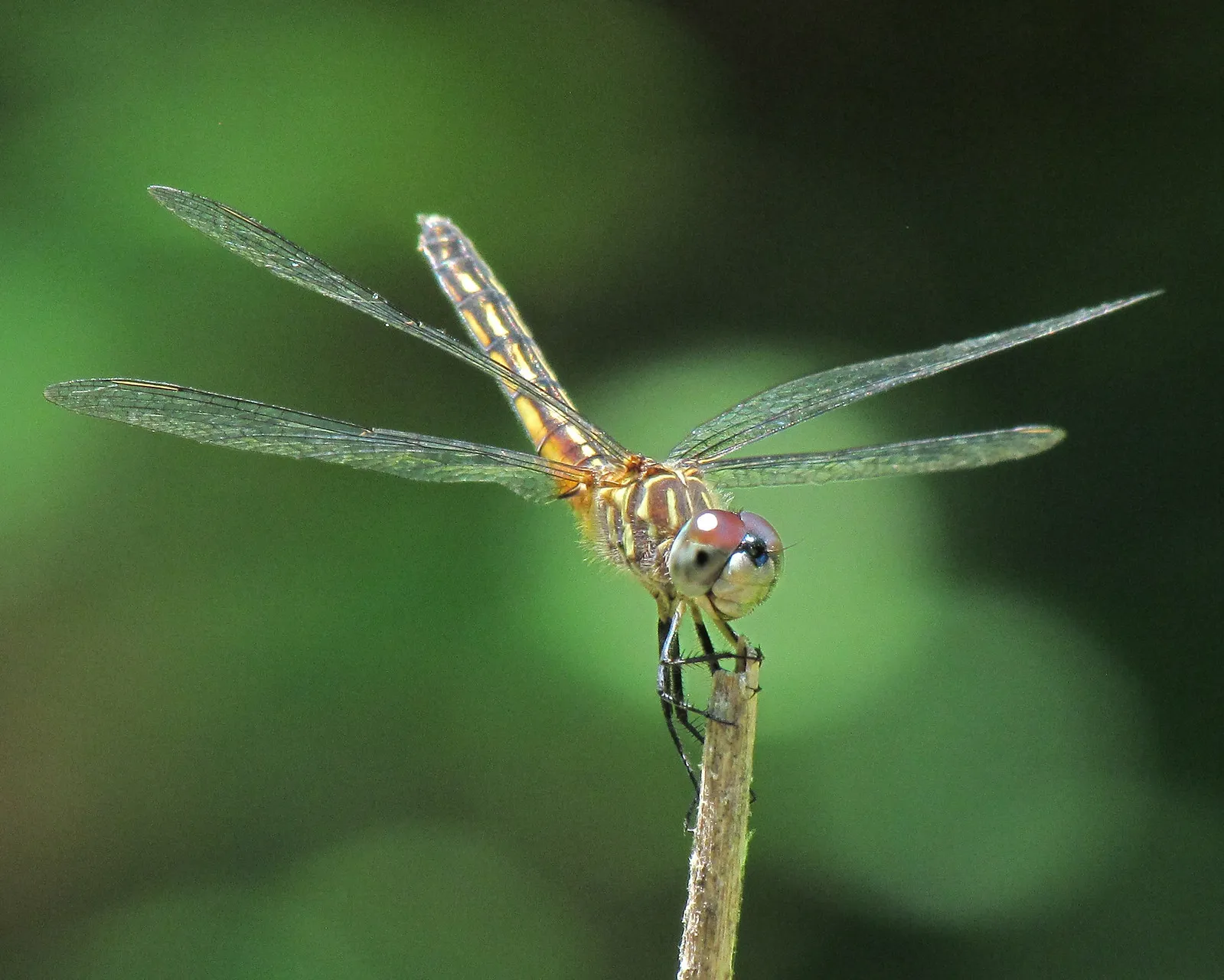 la position de lobelisque letrange posture des libellules pour ne pas surchauffer 6 une libellule abdomen dressé vers le ciel, ailes bien visibles