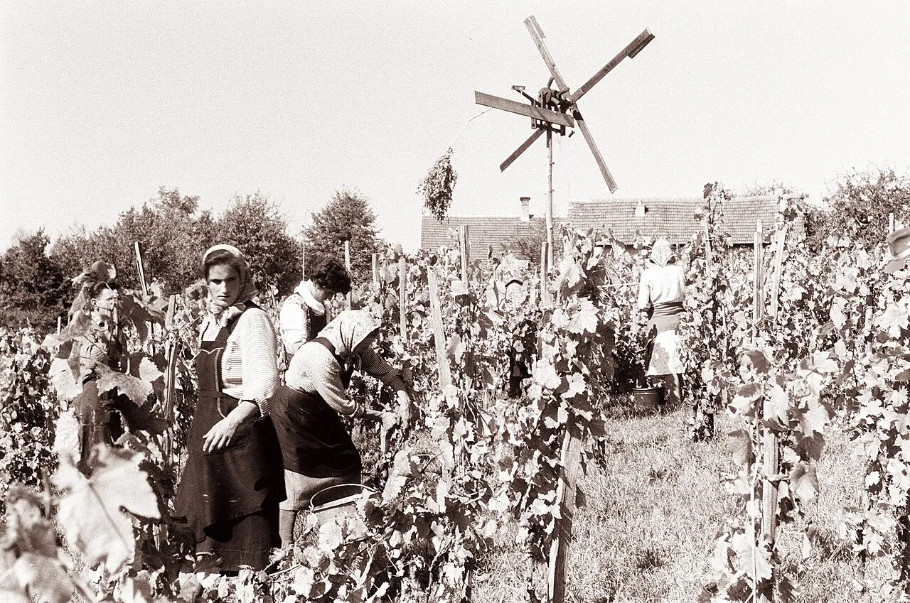 le klopotec le moulin epouvantail qui claque dans les vignobles slovenes 4 le klopotec le moulin epouvantail qui claque dans les vignobles slovenes 4