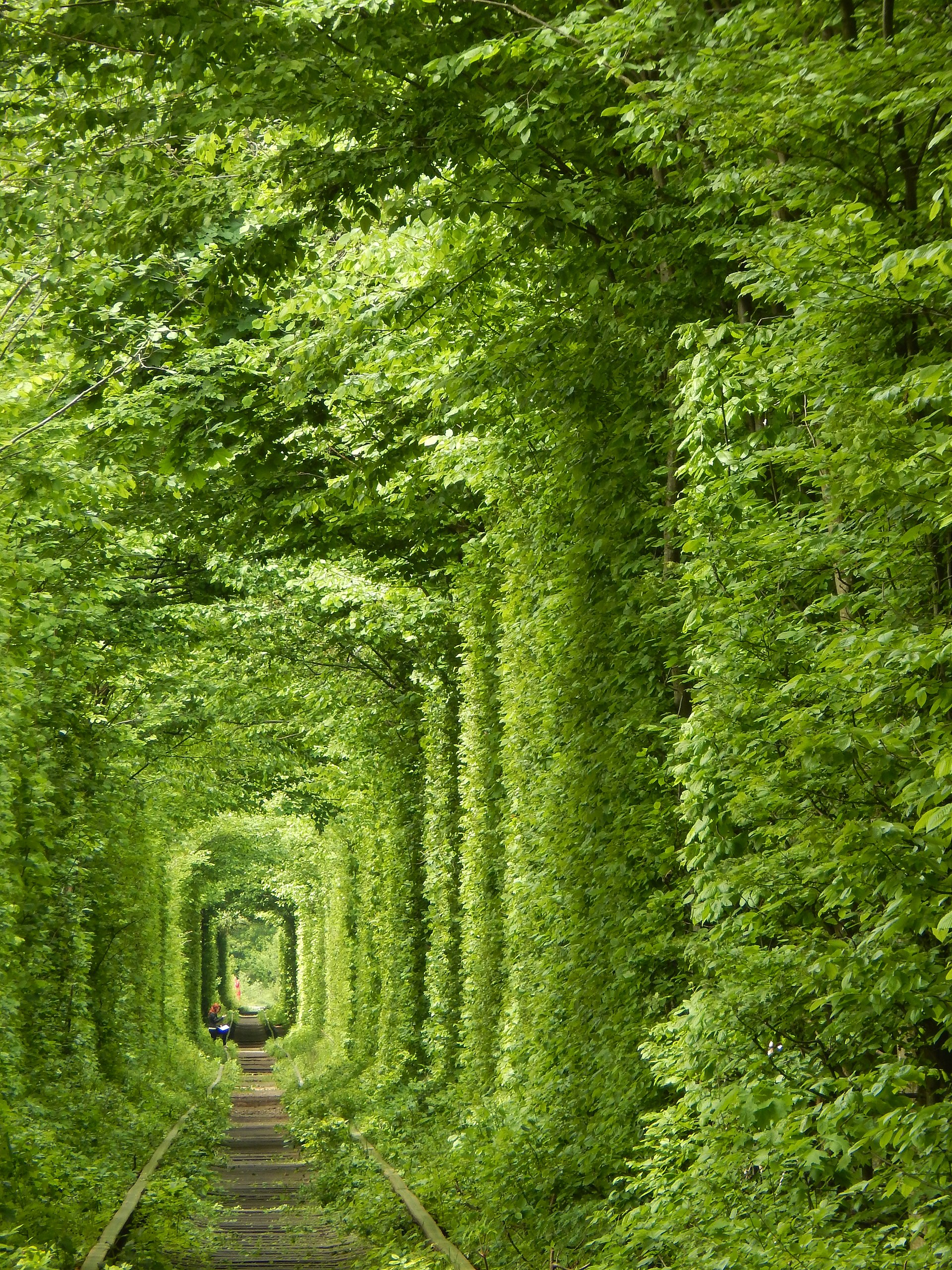 le tunnel de lamour en ukraine une voie ferree transformee en cathedrale vegetale 1 le tunnel de l'amour en ukraine une voie ferree transformee en cathedrale vegetale 1