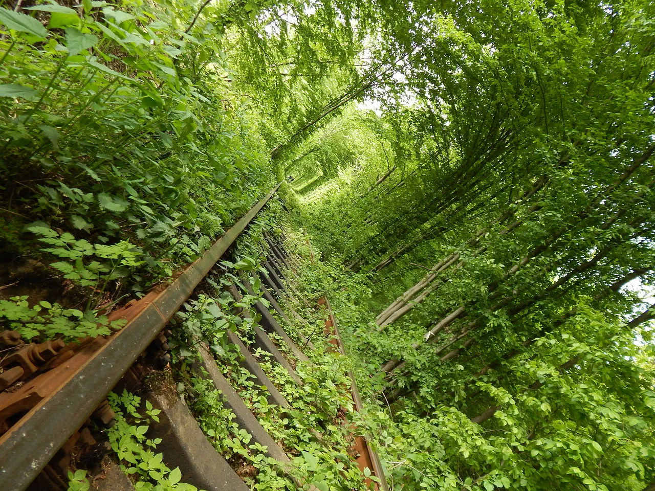 le tunnel de lamour en ukraine une voie ferree transformee en cathedrale vegetale 4 le tunnel de l'amour en ukraine une voie ferree transformee en cathedrale vegetale 4