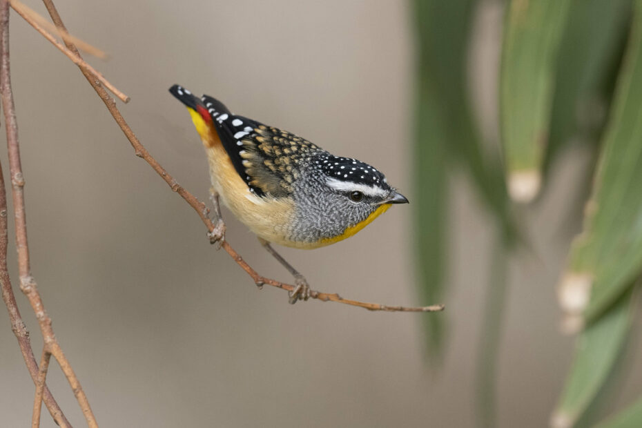 pardalote pointille le minuscule oiseau diamant d australie 1